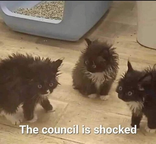three disheveled kittens. "The council is shocked"