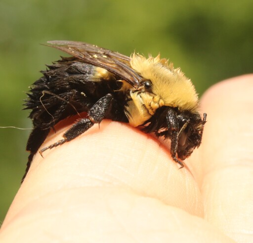 Wet bee resting on my finger