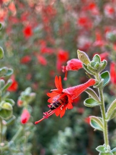 Western honeybee snacking on California fuchsia.