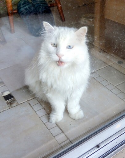 Albi says "Rawr!"