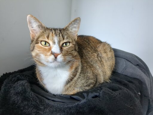 A calico cat assuming a loaf position on a hoodie while looking at the camera.